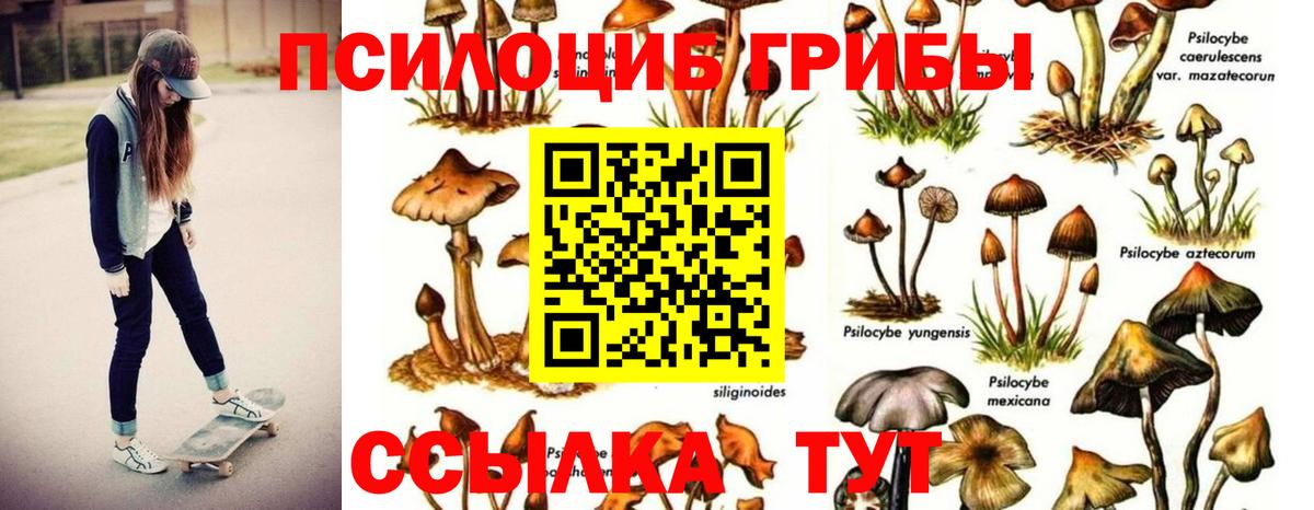 Обнинск  хочу наркоту  Вход с VPN  Псилоцибиновые грибы Psilocybine cubensis 